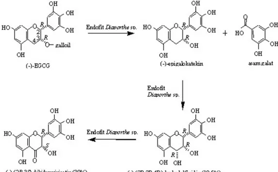 Gambar 4. Tahapan reaksi biotransformasi (-)-EGCG menjadi (-)-(2R,3R)-dihidromirisetin.