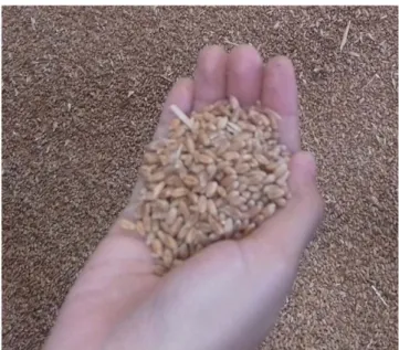 Gambar 2.3. Wheat (Gandum)  c.  Wheat Bran Pellet (Pellet Kulit Ari Gandum) 