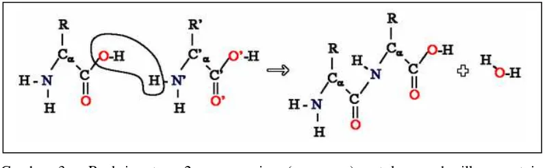 Gambar 3.  Reaksi antara 2 asam amino (monomer) untuk menghasilkan rantai   panjang (polimer)31 