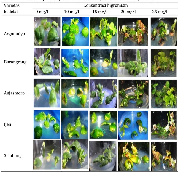 Tabel 2. Rerata pengamatan perubahan warna eksplan pada tiap taraf perlakuan.  Varietas  kedelai  Konsentrasi higromisin  0 mg/l  10 mg/l  15 mg/l  20 mg/l  25 mg/l  Argomulyo  Burangrang  Anjasmoro  Ijen  Sinabung 