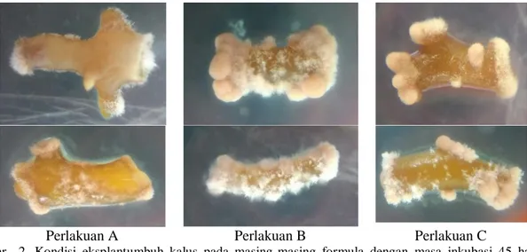 Gambar    2 .  Kondisi  eksplantumbuh  kalus  pada  masing-masing  formula  dengan  masa  inkubasi  45  hari,+  =  sedikit (perlakuan A), +++ = banyak sekali (perlakuan B), ++ = banyak (perlakuan C) 