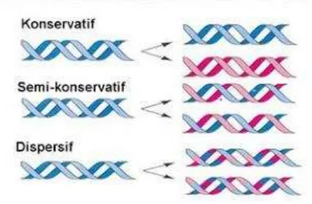 Gambar 1.3 Replikasi DNA (Sumber: 