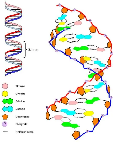 Gambar 1.2 Struktur DNA (sumber: http://science.howstuffworks.com) 