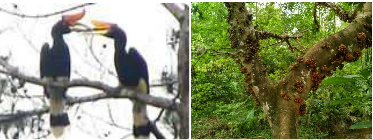 Gambar 4. Spesies Burung Rangkong Badak (Buceros rhinoceros) dan Pohon Pakan yang Terdapat di Ekosistem Tahura Pocut Meurah Intan