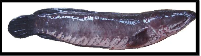 Gambar 2.1 Channa Striata (Muthmainnah, 2013: 184)