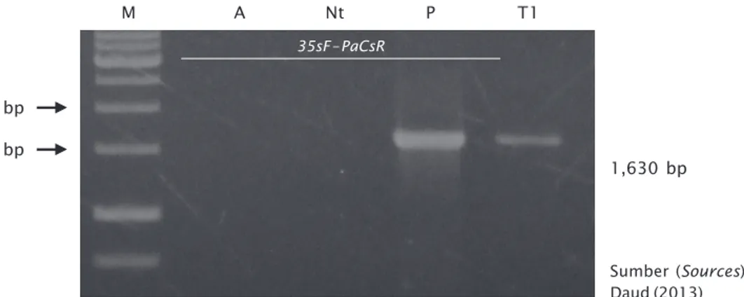 Gambar 8. Hasil elektroforesis DNA genom rumput laut K. alvarezii menggunakan primer F 35s dan R PaCs