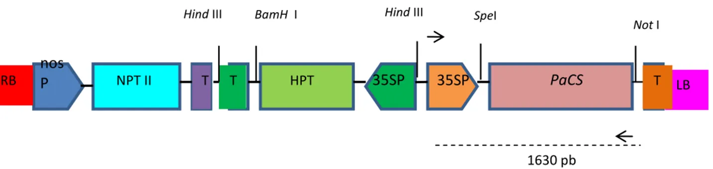 Gambar 1. Kontruksi gen PaCS di vektor ekspresi pMSH1 di sisi pemotongan Spe I dan Not I 