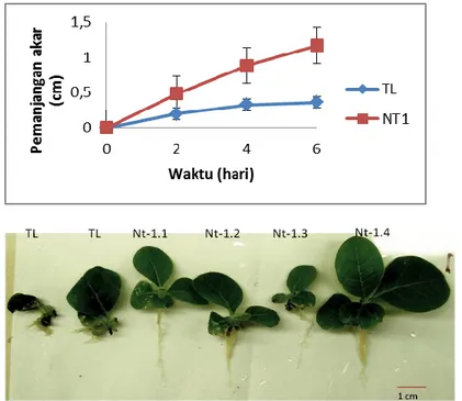 Gambar 4.  Pemanjangan akar N. tabacum tipe liar (TL) dan tanaman transgenik T1 yang mendapat cekaman  300  µM  Al  dalam  ¼  konsentrasi  medium  MS