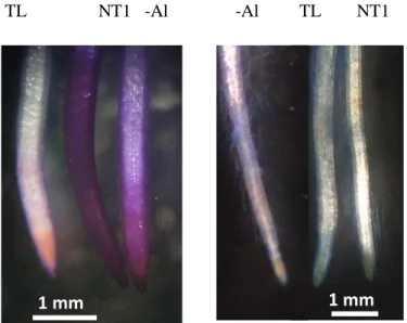 Gambar 5.  Pewarnaan akar  tanaman tembakau tipe liar dan tanaman transgenik T1 mendapat cekaman 300  µM  selama  7  hari  dengan  hematoksilin  (kiri)  ,  dan  pewarnaan  Evans  blue  (kanan)