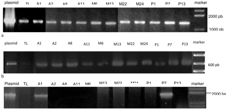 Gambar 7.  Hasil  PCR terhadap tunas transgenik yang terdiri 4 galur IP 3A, 4 galur IP 3M dan 3 galur dari IP  3P