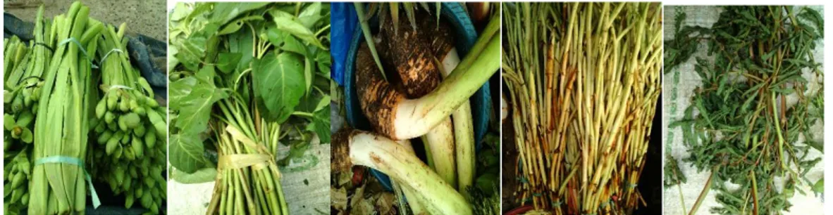 Gambar 1.   Sayuran lokal khas rawa yang paling banyak ditemui di pasar Martapura (dari kiri ke  kanan : genjer, kangkung air, keladi, sulur keladi, supan-supan)