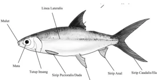 Gambar 2.1 Ikan Bandeng 