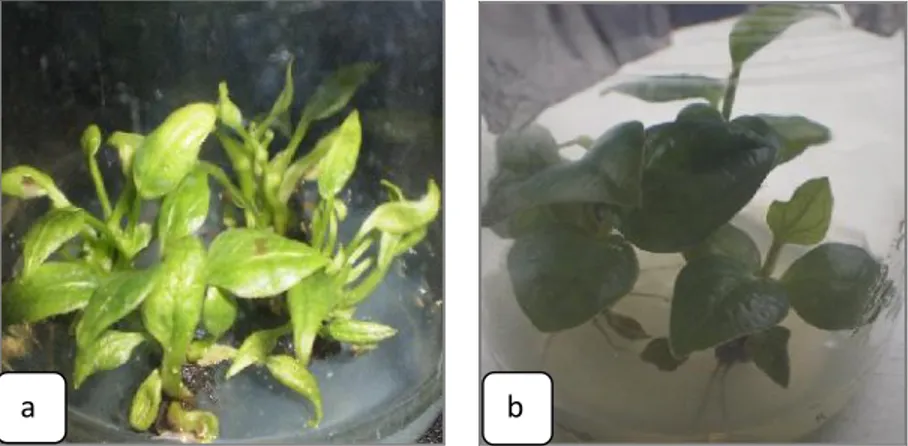 Table  1. Effect of some concentration coconut water and BA on the growth of black pepper in vitro, 3  month old