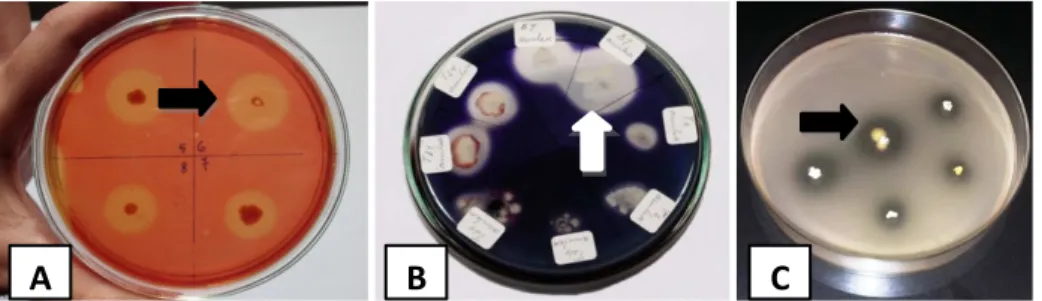 Gambar 1. Zona bening bakteri B. amyloliquifaciens B7 dalam media CMC 1% (A) dan media pati terlarut 1%  (B)  serta bakteri L