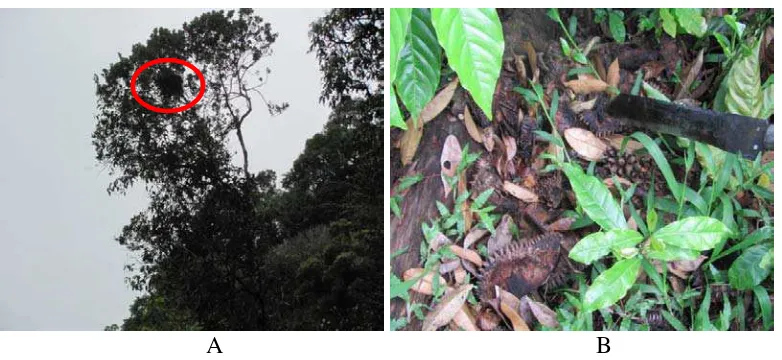Gambar 4. Sarang orangutan di pohon durian (A) dan (B) kulit buah durian yang   berserakan di atas tanah di ladang milik Pak Piyan Desa Bulu Mario