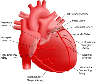 Gambar 2.1. Anatomi arteri koroner jantung 