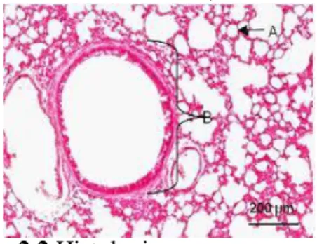 Gambar 2.2 Histologis paru-paru normal.  