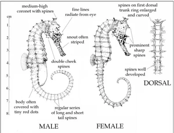 Gambar 2. Morfologi Hippocampus barbouri (Lourie et. al, 2004) 