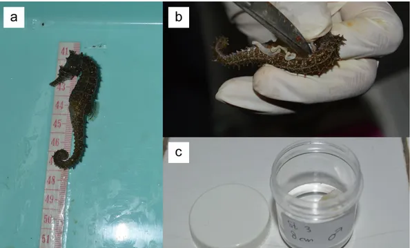 Gambar  5.  Pengamatan  sampel  di  laboratorium  (a)  Pengukuran  panjang  (b)  pembedahan  dan  pengambilan  usus  (c)  pengawetan  usus  kuda  laut  menggunakan  formalin  4% 