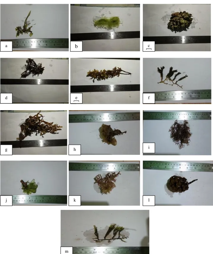 Gambar 3. Jenis jenis makroalga di lokasi penelitian. Keterangan : a.(Caurlerpa racemosa), b.(Lyngbya sp),  c.(Halimeda opuntia), d.(Sargassum echinocarpum), e.(Hormophysa triquetra), f.(Caulerpa sp), g.(Sargassum sp),.h.(Padina  sp), i.(Gracilaria edulis)