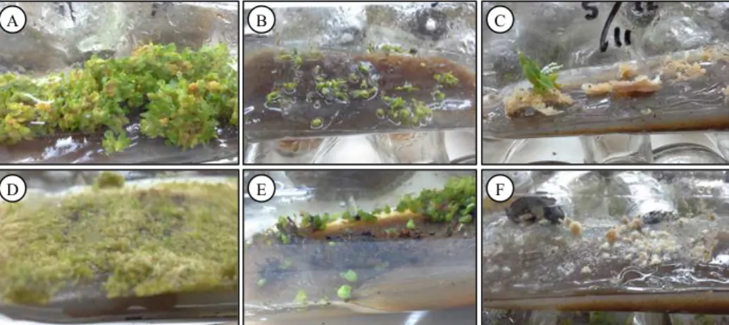Gambar 4.  Pertumbuhan biji anggrek menjadi protokorm pada media VW. A = protokorm D. macrophyllum, B = protokorm 