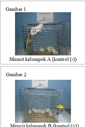 Gambar 1Mencit kelompok A (kontrol (-))