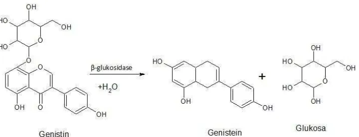 Gambar 2. Reaksi hidrolisis genistin menjadi genistein (Ariani, 2003). 
