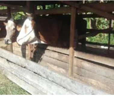 Gambar 1. Sapi Simental yang dipelihara peternak di Kecamatan Sitiung