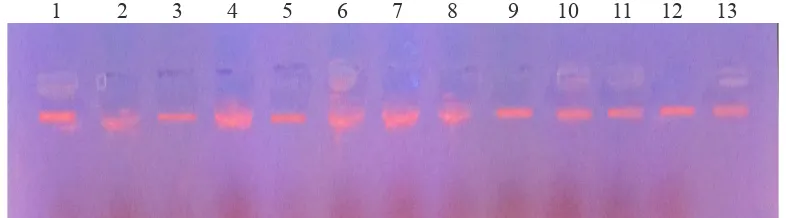 Gambar 1. Hasil Elektroforesis isolasi DNA sampel darah itik Bayang betina. (No. 1-13 = individu sampel isolasi DNA)