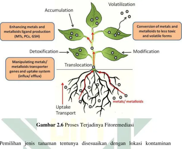 Gambar 2.6 Proses Terjadinya Fitoremediasi 