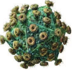Gambar 10.2 Virus HIV