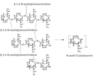Gambar 3. Reaksi pembebasan unit-unit diasetilkitobiose oleh enzim eksokitinase