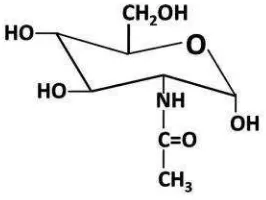 Gambar 5. Struktur N-asetilglukosamin