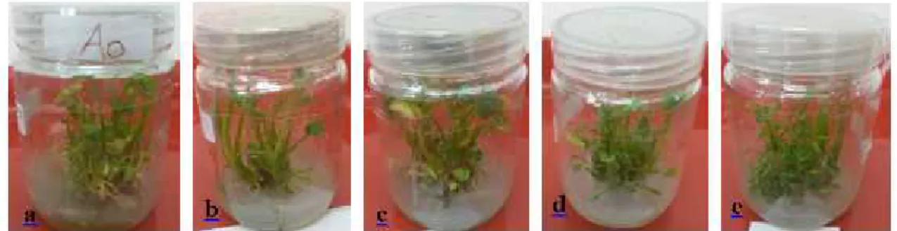 Gambar 4. Pertumbuhan  dan perkembangan plantlet talas  Jepang umur  12  MST;  (a) tanpa adenin sulfat (0 mg/l), (b) konsentrasi adenin sulfat 10 mg/l,  (c)  60 mg/l, (d) 110 mg/l dan (e) 160 mg/l.