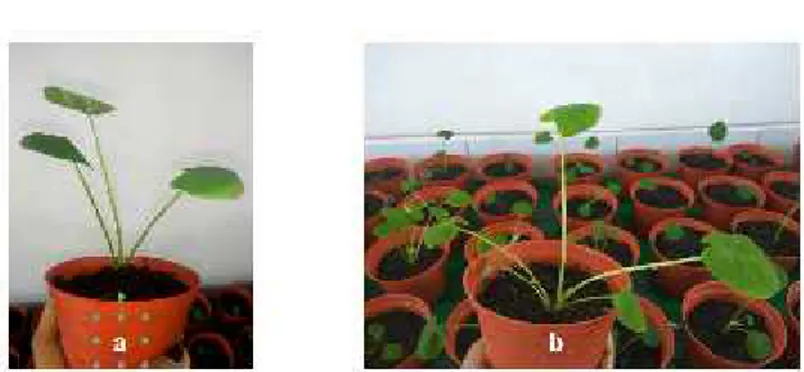 Gambar 6. Morfologi tanaman talas Jepang  (a) 4 minggu setelah aklimatisasi dan (b) 8 minggu setelah aklimatisasi