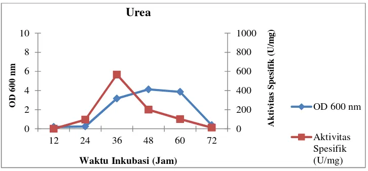 Gambar 14.Profil pertumbuhan sel dan aktivitas spesifik isolat LTi-21-3pada medium Horikoshi’s II termodifikasi dengan sumbernitrogen urea