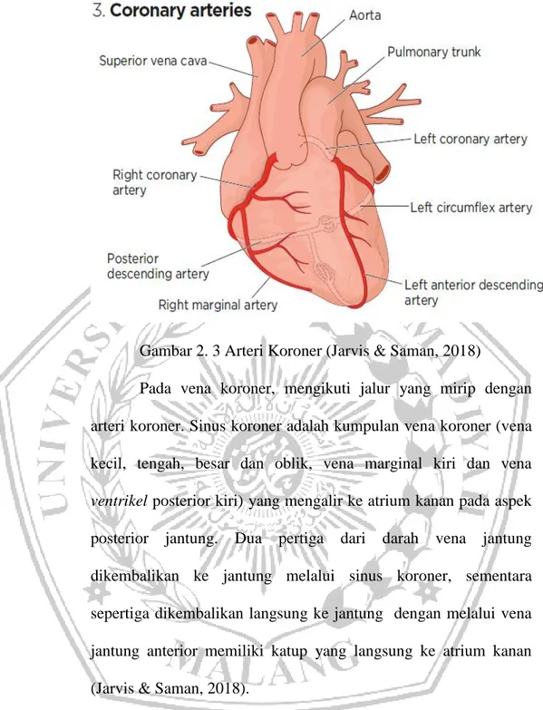 Gambar 2. 3 Arteri Koroner (Jarvis &amp; Saman, 2018) 