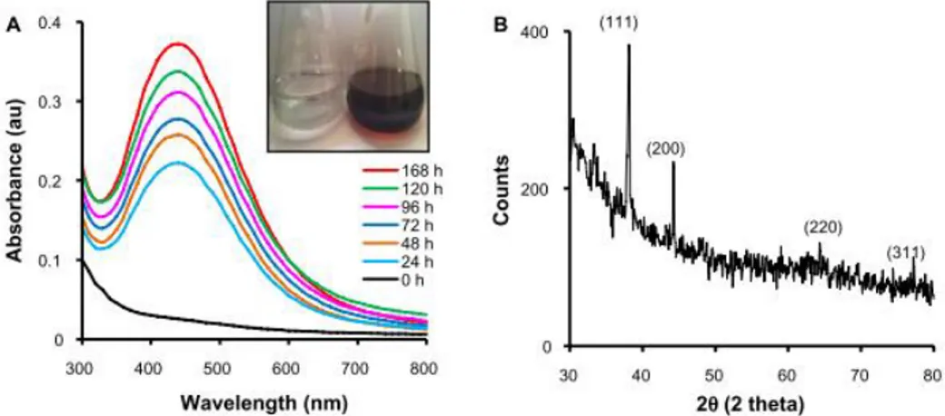 Gambar 4. Hasil karakterisasi AgNp dengan UV-Vis dan XRD   (Singh, et al., 2013) 