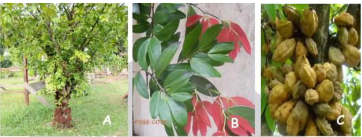 Gambar 5. Namnam (Cynometra cauliflora L.)   (a)  Pohon namnam; (b) Daun namnam; (c) Buah namnam 