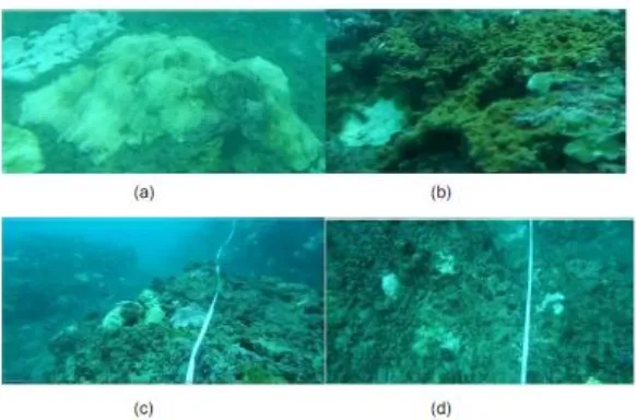 Gambar 4. Kondisi terumbu karang di Kecamatan Pesisir Selatan (a)  Coral Massive, (b) Dead Coral Algae (c) hard coral (d) pecahan Karang 