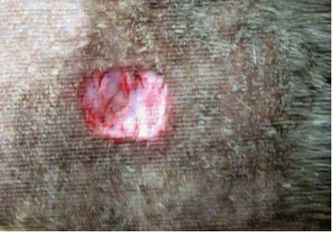 Gambar 4.33 : Foto luka kulit pada perut marmut VIII setelah hari 12 dibalut dengan membran kalsium alginat-kitosan 