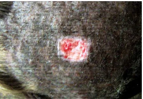 Gambar 4.39 : Foto luka kulit pada perut marmut IX setelah 3 hari dibalut dengan membran kalsium alginat-kitosan 