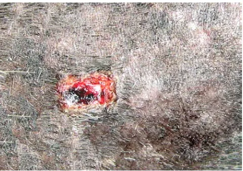 Gambar 4.41 : Foto luka kulit pada perut marmut VI setelah 6 hari dibalut  dengan membran alginat-kitosan 