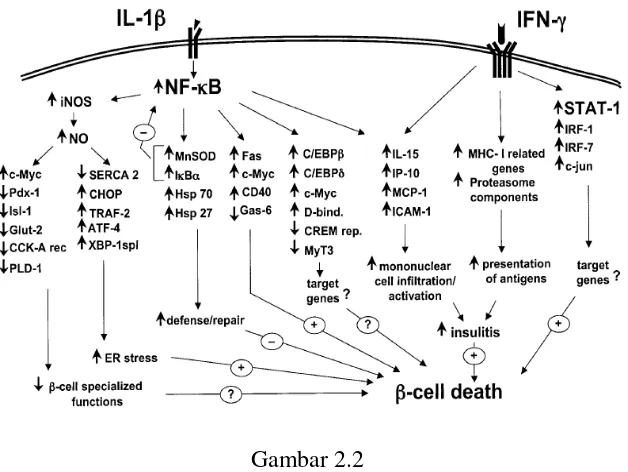 Mekanisme kematian sel beta pankreas (Cnop Gambar 2.2 et al., 2005). 