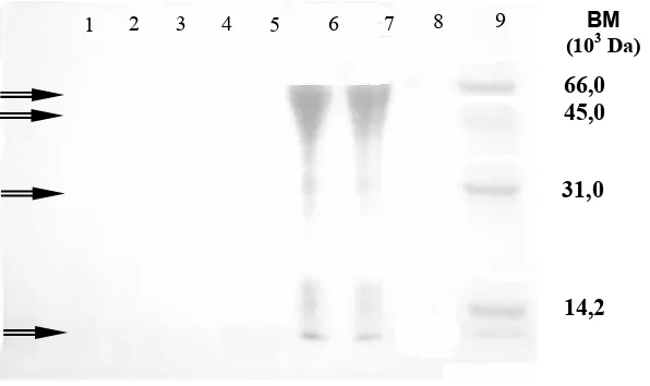 GAMBAR 2:  Elektroforetogram hidrolisat protein. Lajur 1: [NaCl] 20,0% b/b; lajur 2: [NaCl] 0,0% b/b; lajur 3: [NaCl] 5,0% b/b; lajur 4: [NaCl] 10,0% b/b; lajur 5: [NaCl] 15,0% b/b; lajur 6 dan 7: BSA;  lajur 9: marker  
