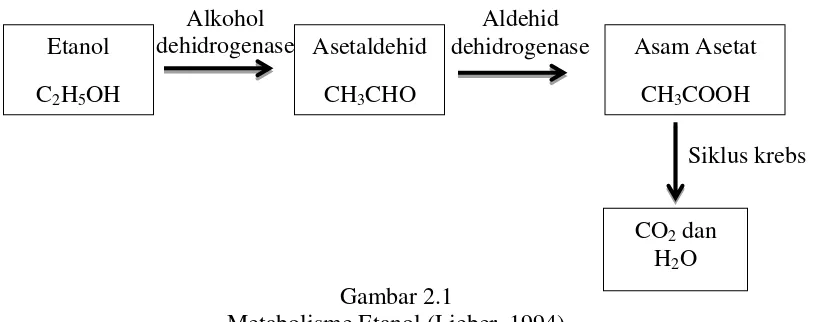 Gambar 2.1 Metabolisme Etanol (Lieber, 1994) 