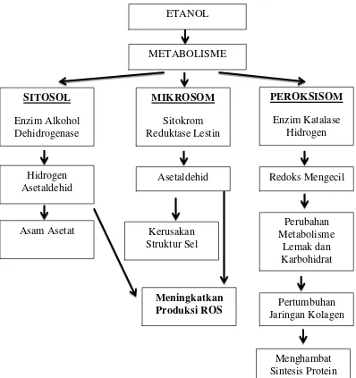 Gambar 2.2 Metabolisme etanol (Zakhari, 2006) 