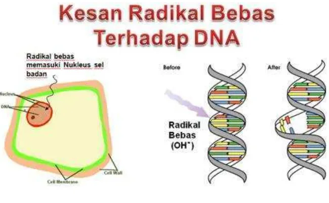 Gambar 2.3 Radikal OH menyerang DNA 