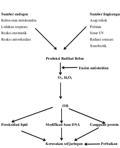 Gambar 2.4 Mekanisme terjadinya stres oksidatif (Harliansyah, 2009) 