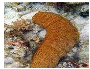 Gambar 2 Stichopus hermanii